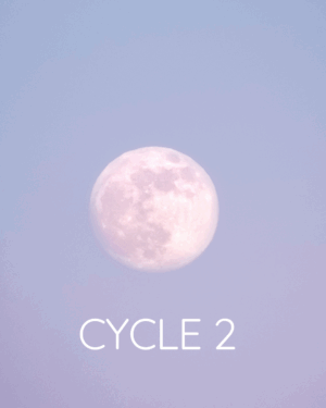 Cycle 2